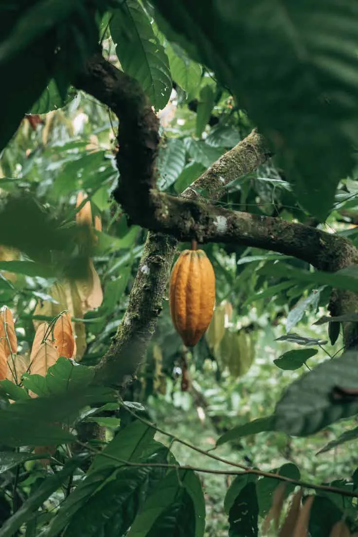 A still life of cacao fruit and beans